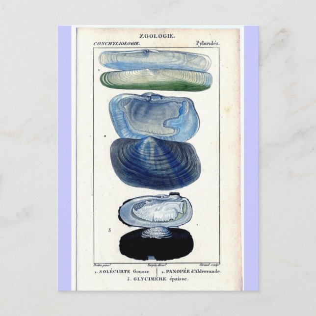 Carte Postale Coques vintages (Devant)