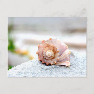 Carte Postale Coquillage