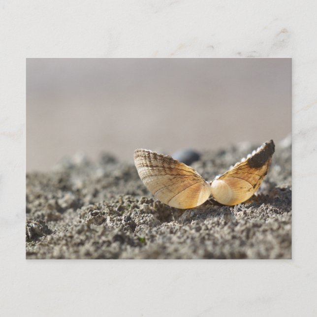 Carte postale Coquillage (Devant)