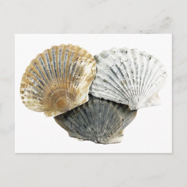 Carte postale Coquillage (Devant)