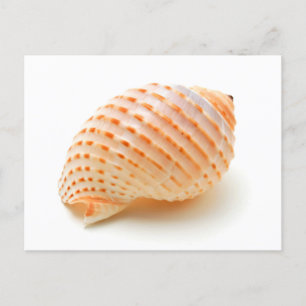 Carte Postale Coquillage