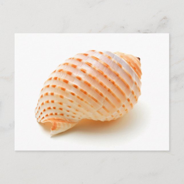 Carte Postale Coquillage (Devant)