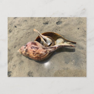 Carte postale Coquillage Bernard-l'hermite Tulip S