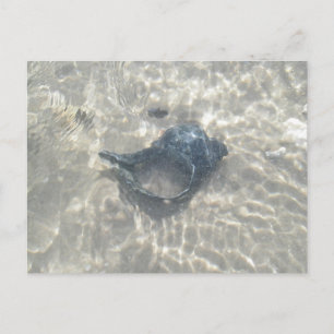Carte Postale Coquillage de cône noir Wave-Washed