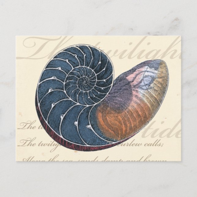 Carte Postale Coquillage romantique (Devant)