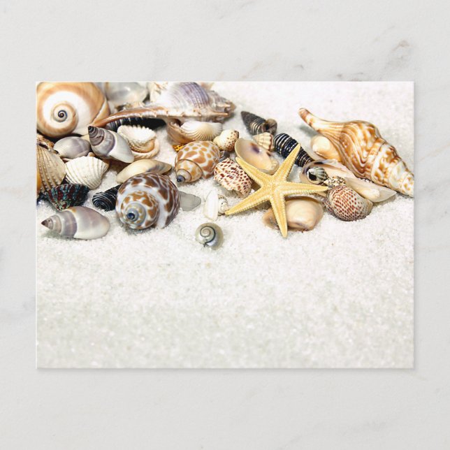 Carte postale Coquillages (Devant)