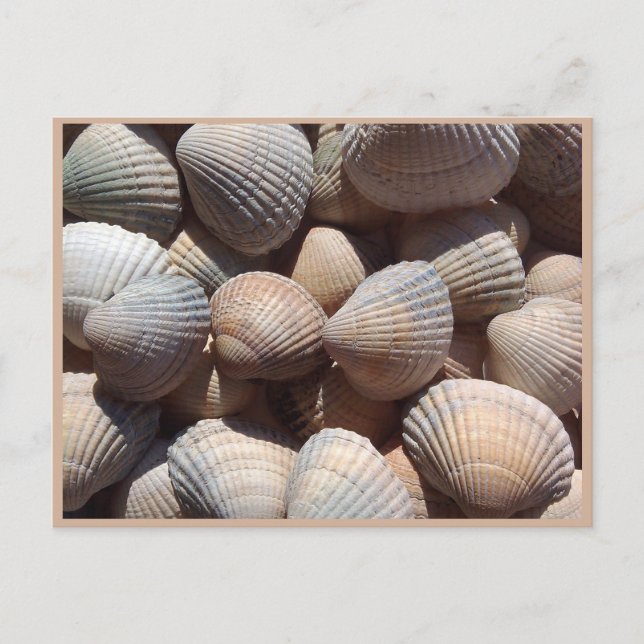 Carte Postale Coquillages (Devant)