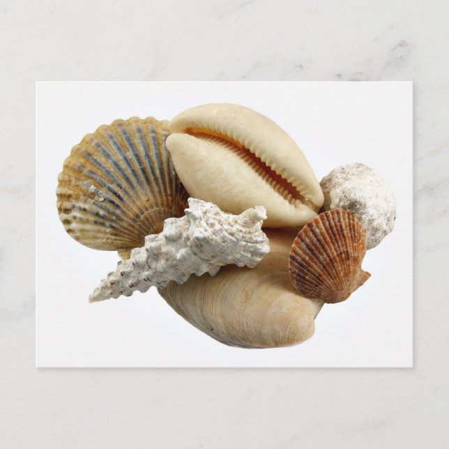 Carte postale Coquillages (Devant)