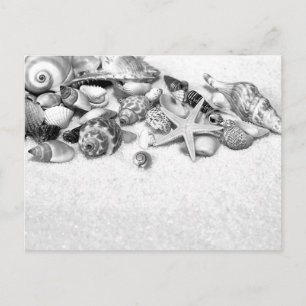Carte postale Coquillages