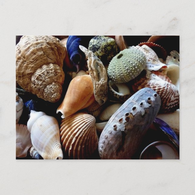 Carte Postale Coquillages (Devant)