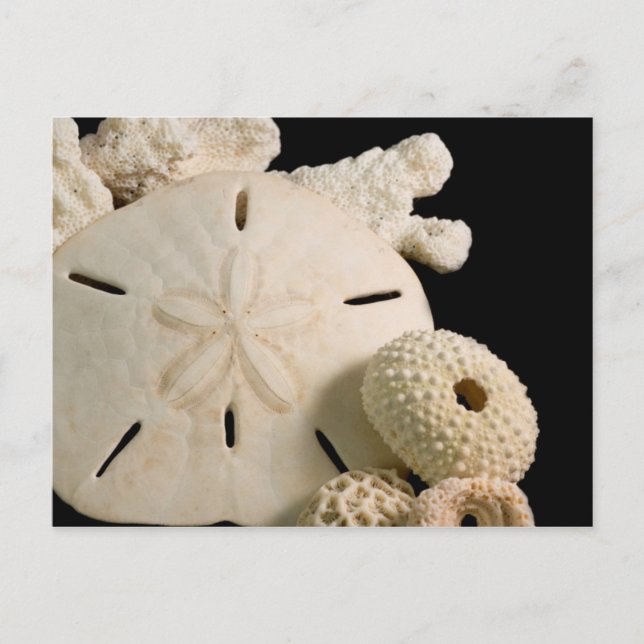Carte Postale Coquillages Blancs Et Dollar De Sable (Devant)