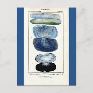 Carte Postale coquillages bleus vintage botanique