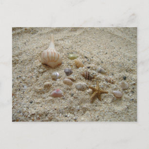 Carte Postale Coquillages dans le sable
