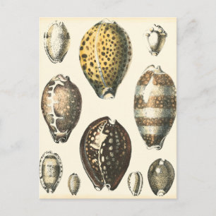 Carte Postale Coquillages De Forme Unique