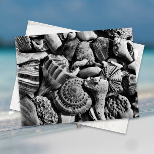 Carte postale Coquillages de plage noir et blanc