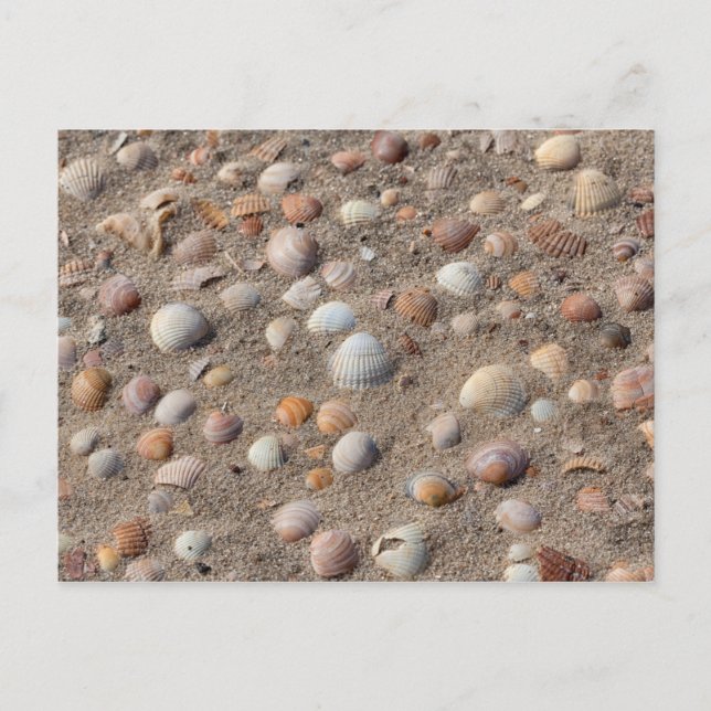 Carte Postale Coquillages marins sur la plage (Devant)