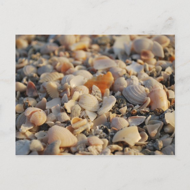 Carte Postale coquillages sur Florida Beach (Devant)