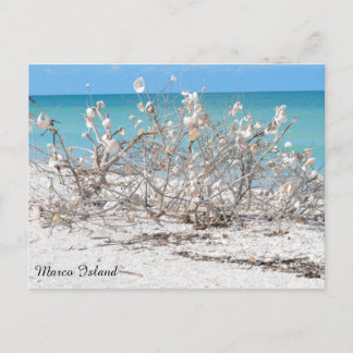 Carte Postale Coquillages sur l'île Marco