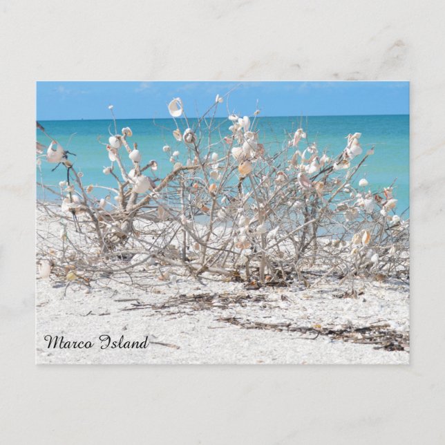 Carte Postale Coquillages sur l'île Marco (Devant)