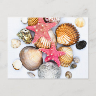 Carte Postale Coquillages Tropicaux Mélangés Poisson étoilé