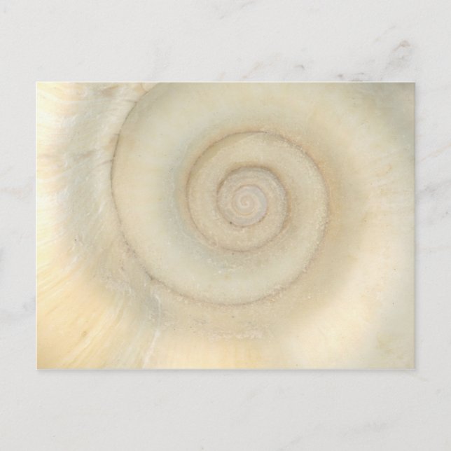 Carte Postale Coquille - Conchologie - Spirale blanche (Devant)