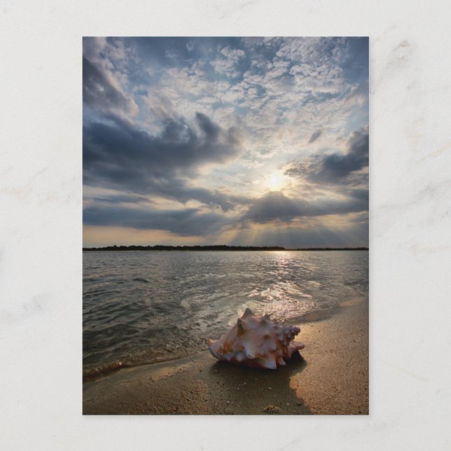 Carte Postale Coquille De Conche À La Plage | St. Augustine, Fl (Devant)