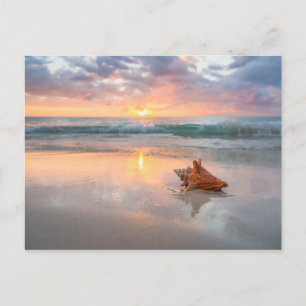 Carte Postale Coquille de conches sur la plage   Jamaïque