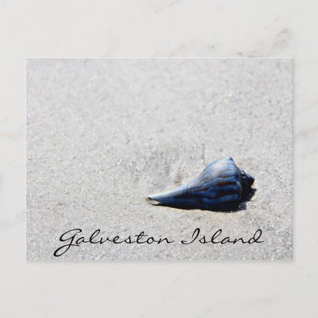 Carte postale Coquille de la mer de l'île de Galve (Devant)
