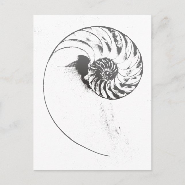 Carte Postale Coquille de Nautilus 1 (Devant)