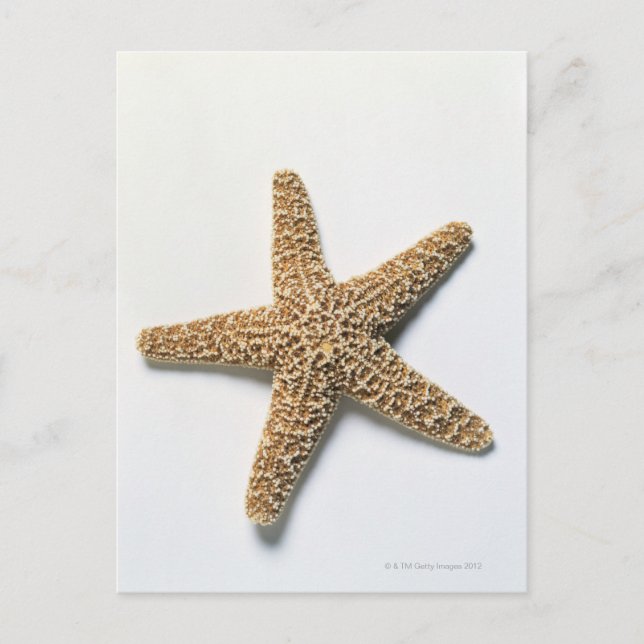 Carte Postale Coquille de poisson Starfish sur arrière - plan bl (Devant)