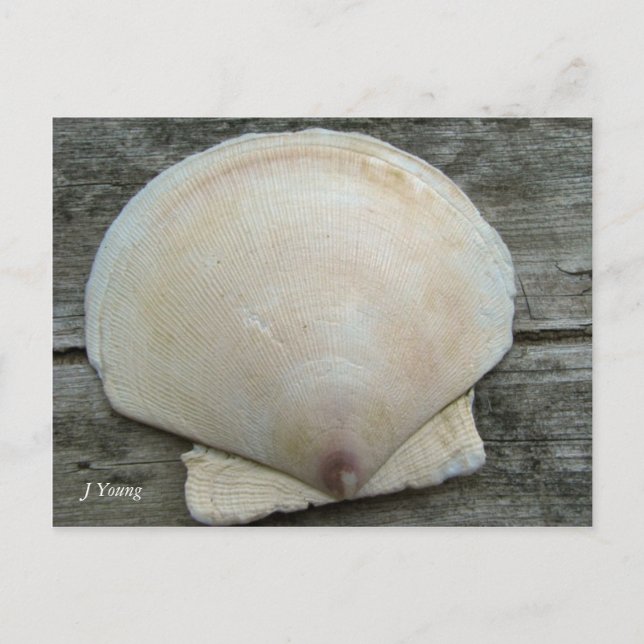 Carte Postale Coquille de saint Jacques (Devant)