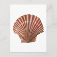 Coquille de saint Jacques