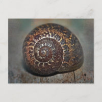 Coquille d'escargot