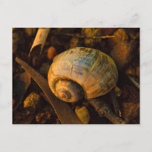Carte Postale Coquille d'escargot sur la côte rocheuse coucher d