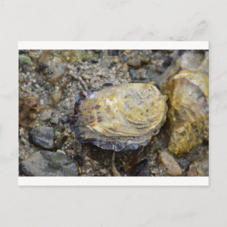 Carte Postale Coquille d'huître