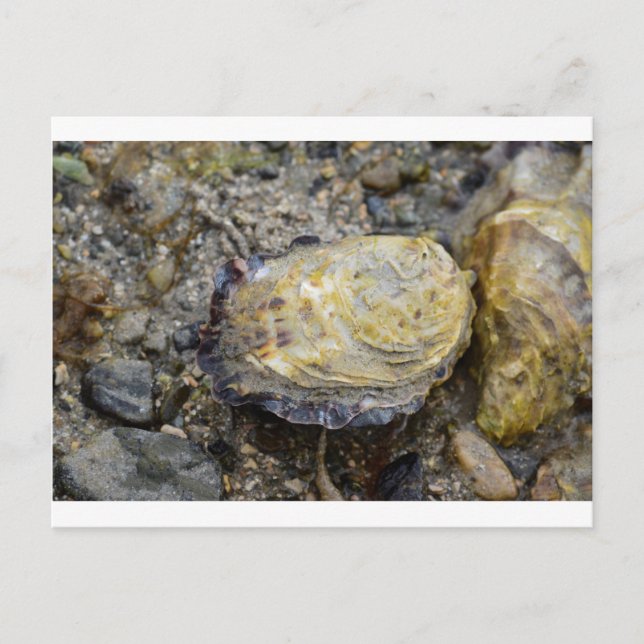 Carte Postale Coquille d'huître (Devant)