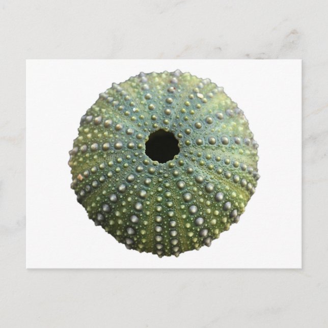 Carte Postale Coquille d'oursin (Devant)
