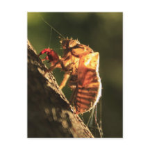 Coquille D'Un Cicada