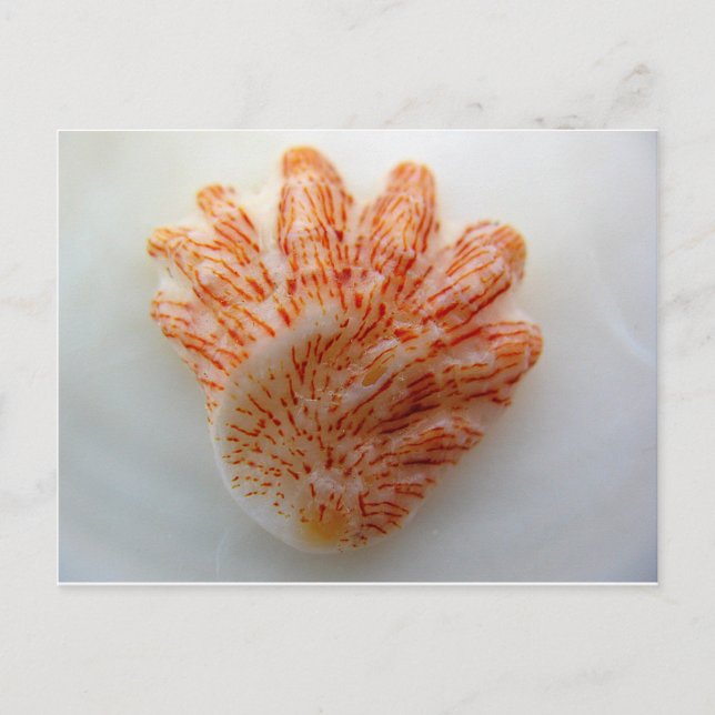 Carte Postale Coquille mâle de chaton (Devant)
