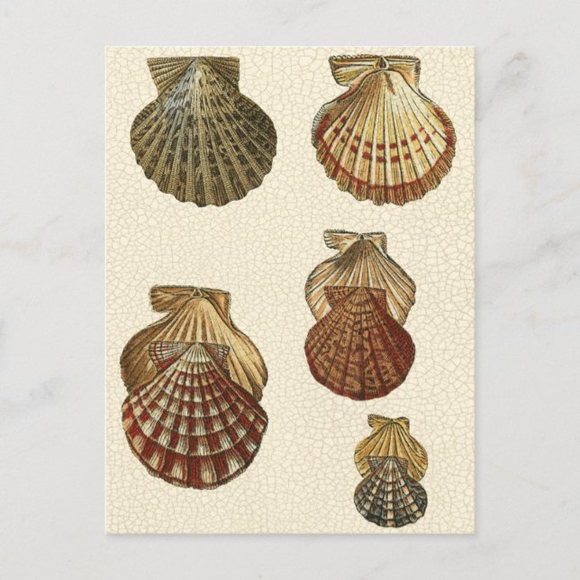 Carte Postale Coquilles antiques craquelées (Devant)