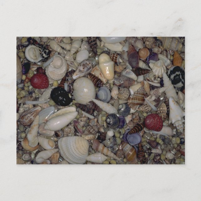 Carte Postale Coquilles de la coquille des Caraïbes et du Pacifi (Devant)