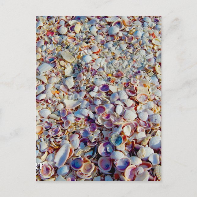 Carte Postale Coquilles de mer (Devant)