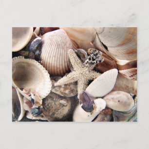 Carte Postale Coquilles de mer