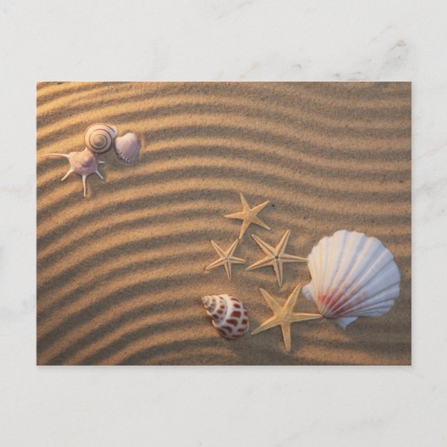 Carte Postale Coquilles De Mer Et Éternuers (Devant)