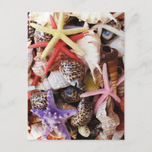 Carte Postale Coquilles de mer Starfish Coquille colorée