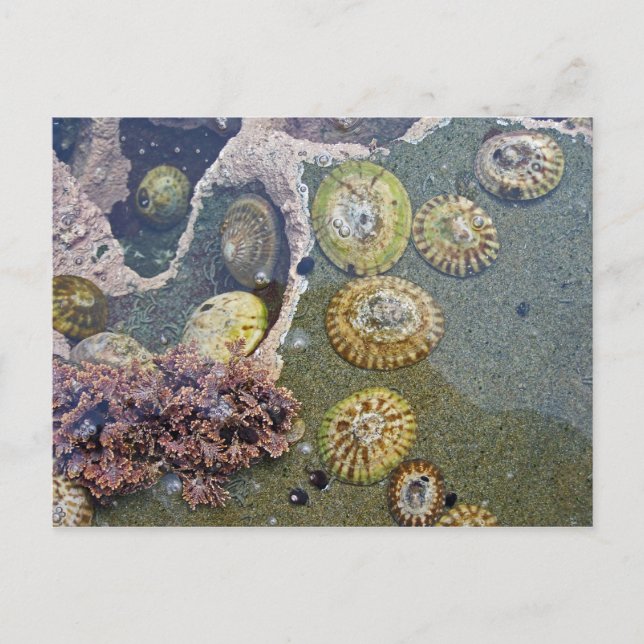 Carte Postale coquilles de plage botaniques (Devant)