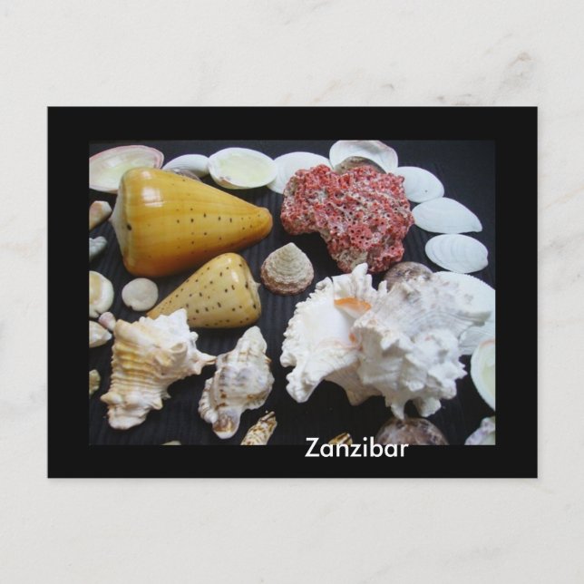 Carte Postale coquilles de Zanzibar (Devant)