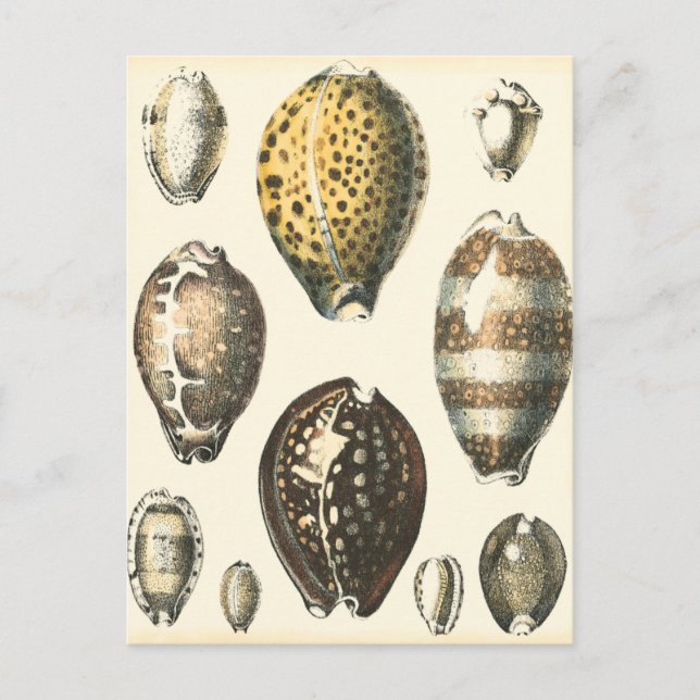 Carte Postale Coquilles Marines de Forme Unique (Devant)