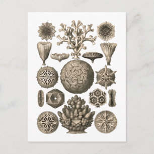 Carte Postale Corail