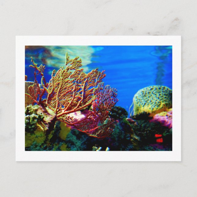 Carte Postale Corail clair (Devant)